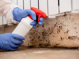 Best Water Damage & Mold Remediation  in Dalton, GA